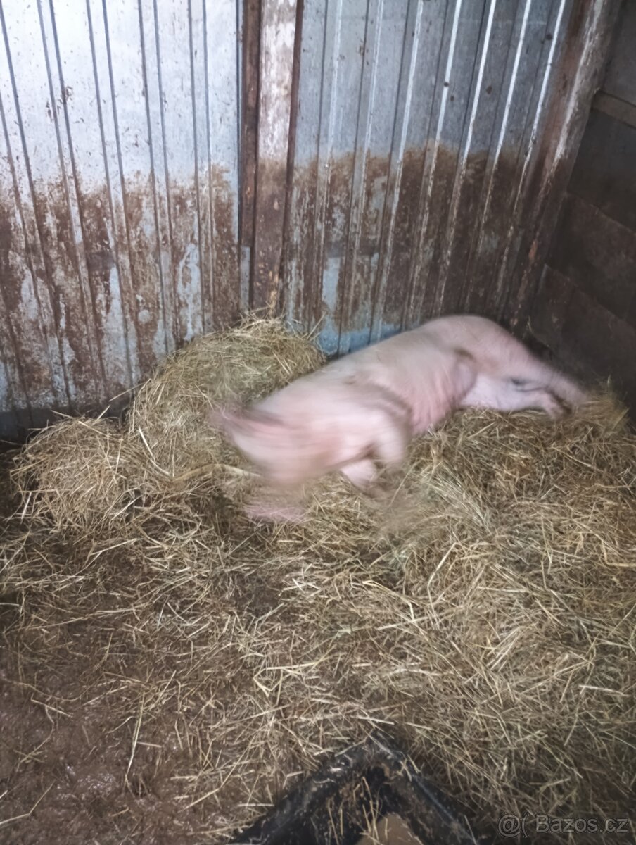 Prodám prase - 2