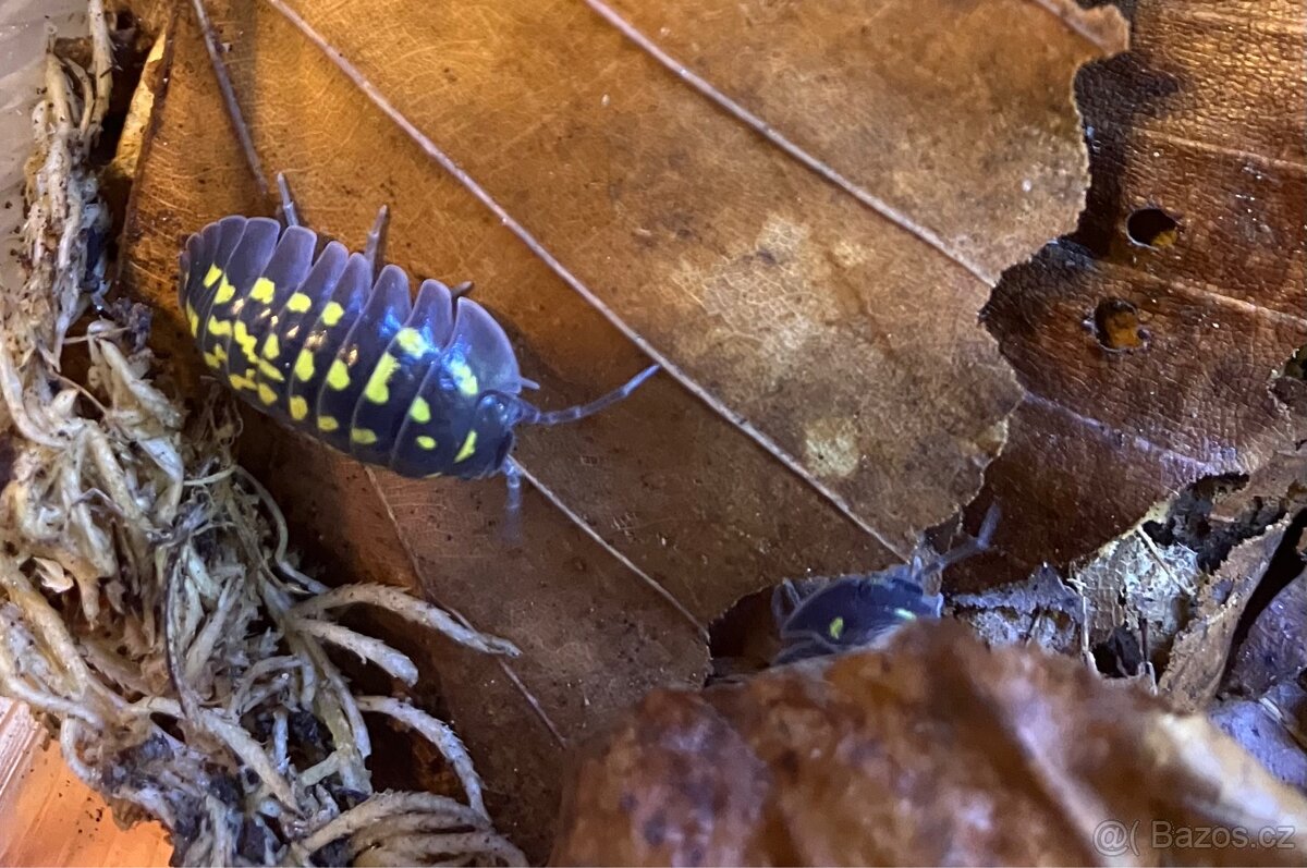 Armadillidium gestroi - 2