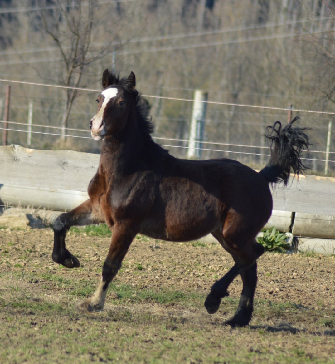 Welsh cob- hřebeček - 2