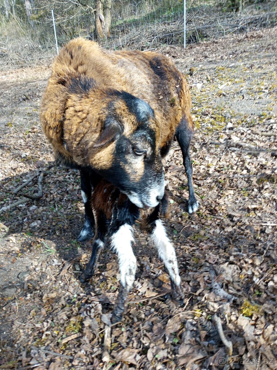Kamerunská ovečka - 2