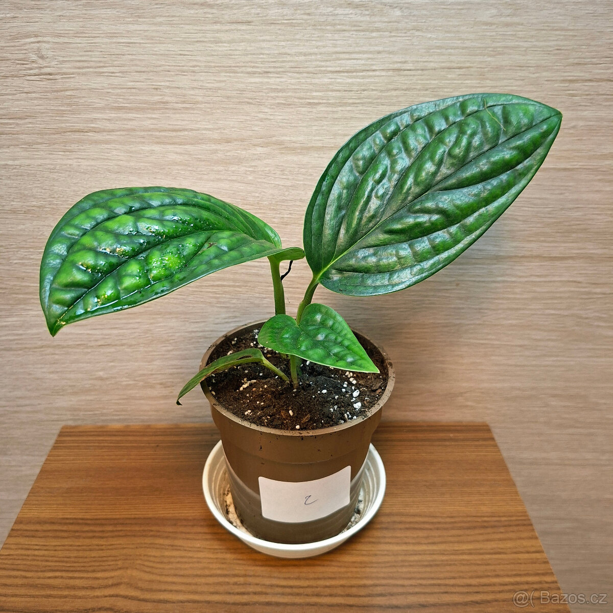 Monstera Karstenianum Peru - 2