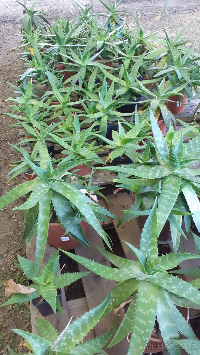Aloe Vera - 2