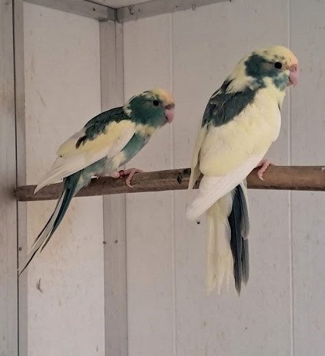 Kakariki č.č - 2