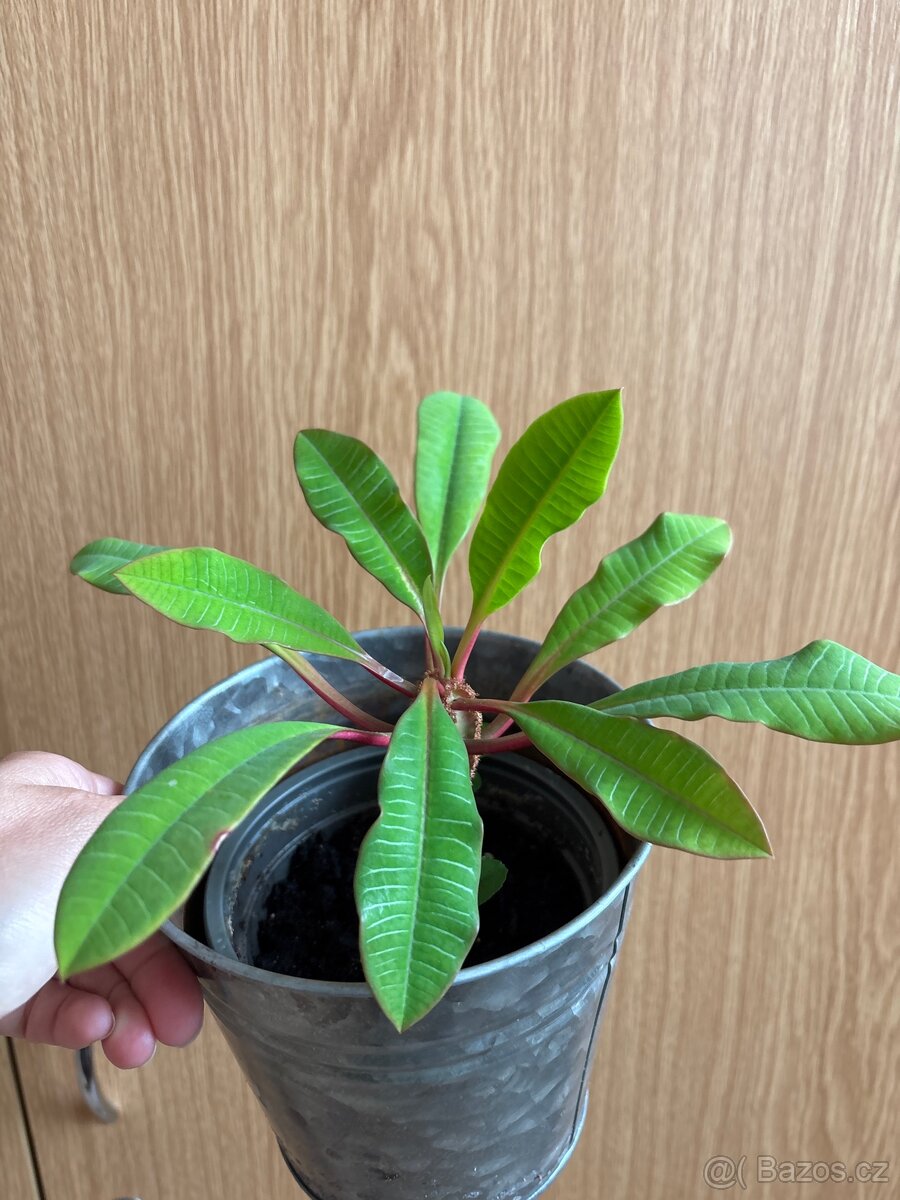 Madagaskarský klenot - 2
