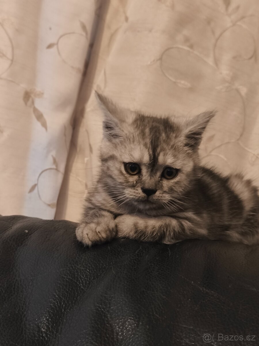 Britská whiskas - 2