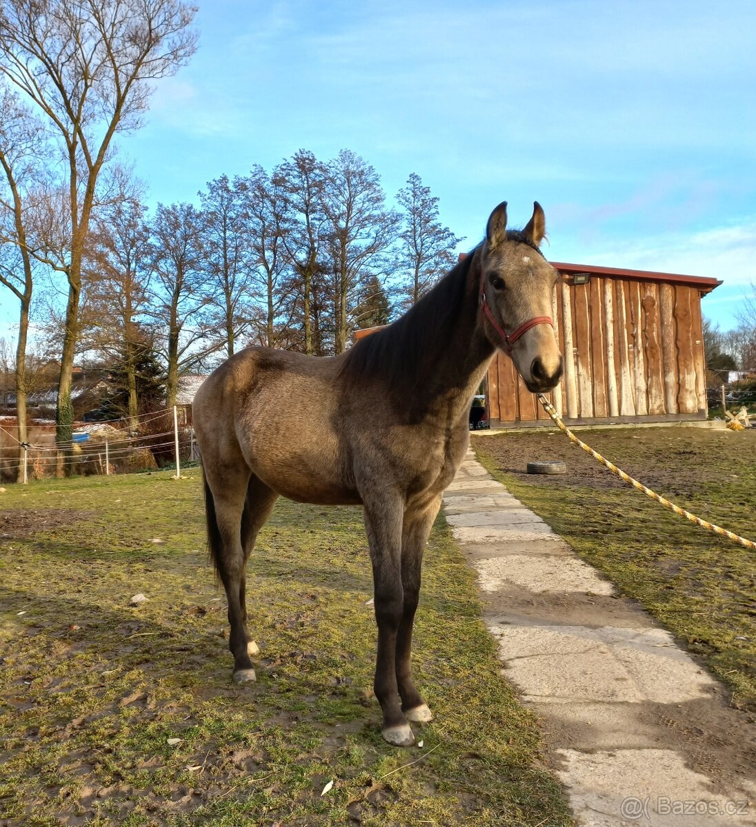 Prodám hřebečka - 2