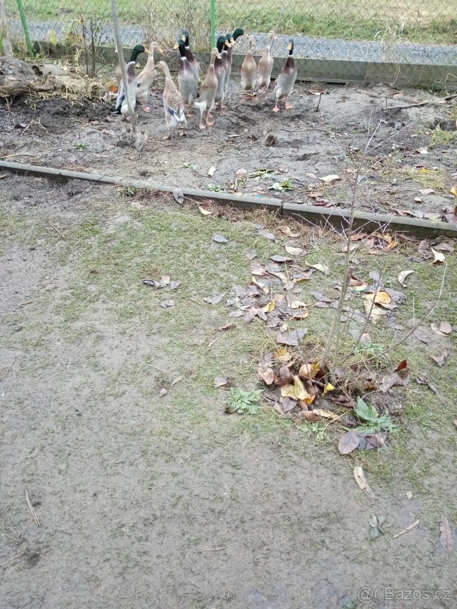 Indický běžec - 2