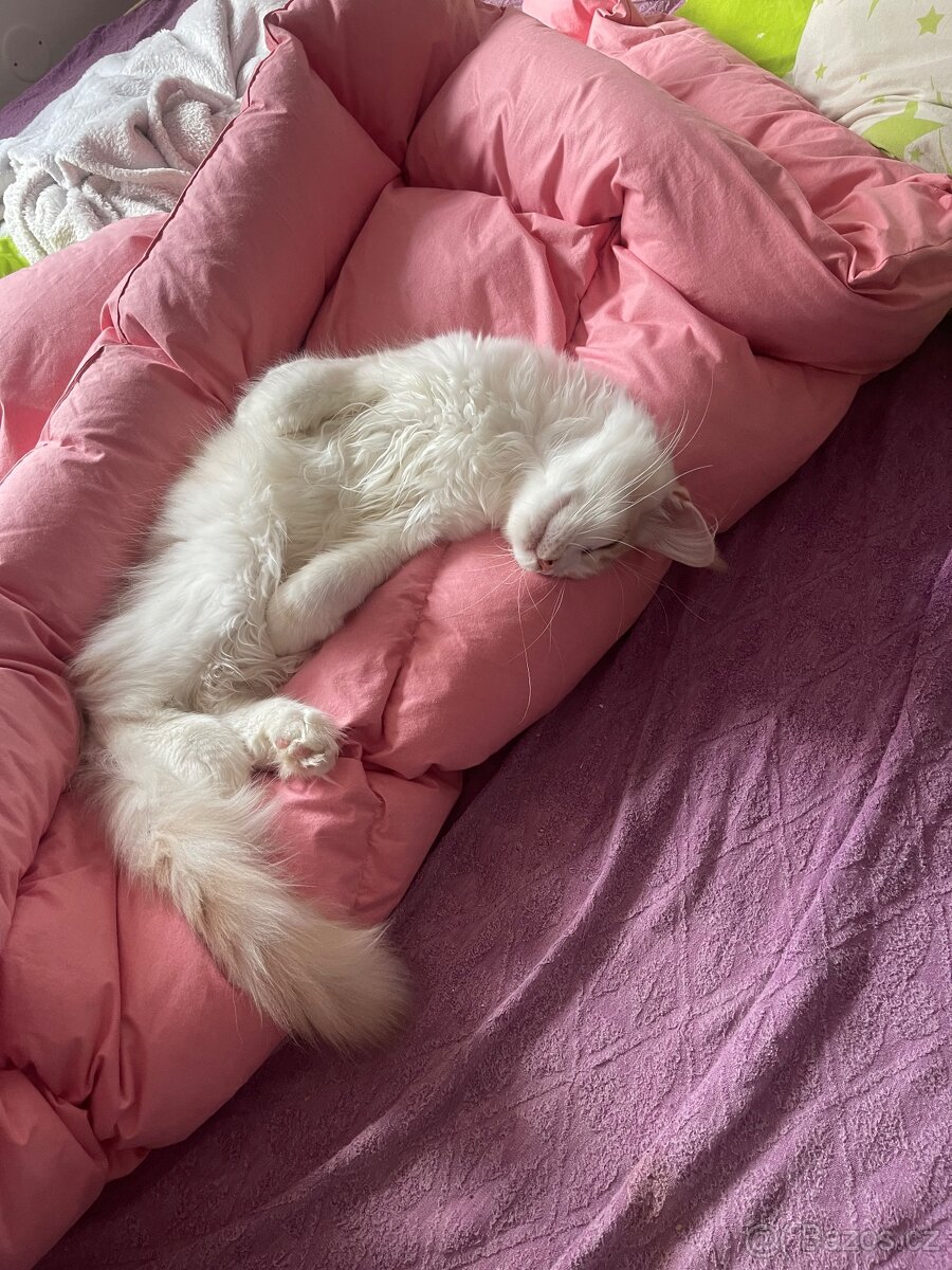 Mainský mývalí kocour - 2