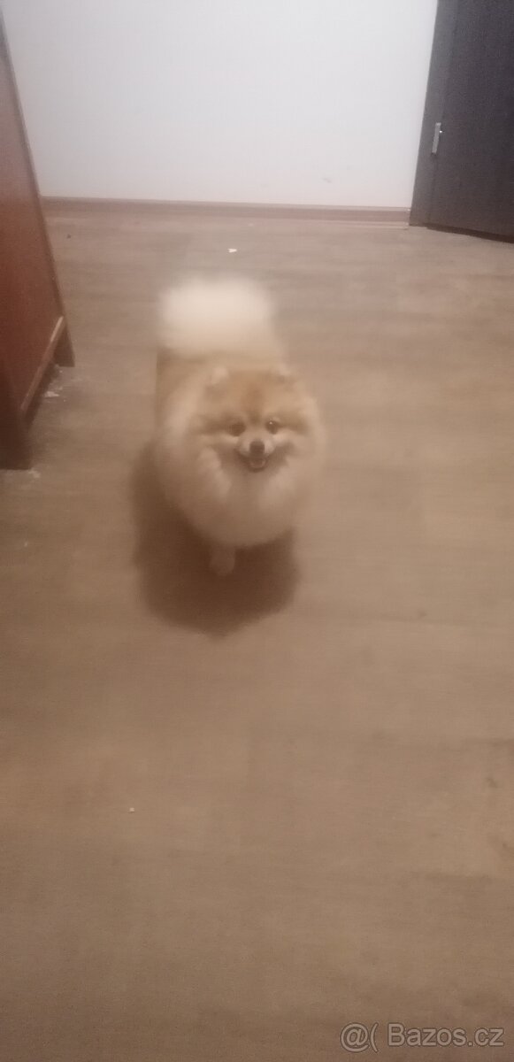 Pomeranian - 2