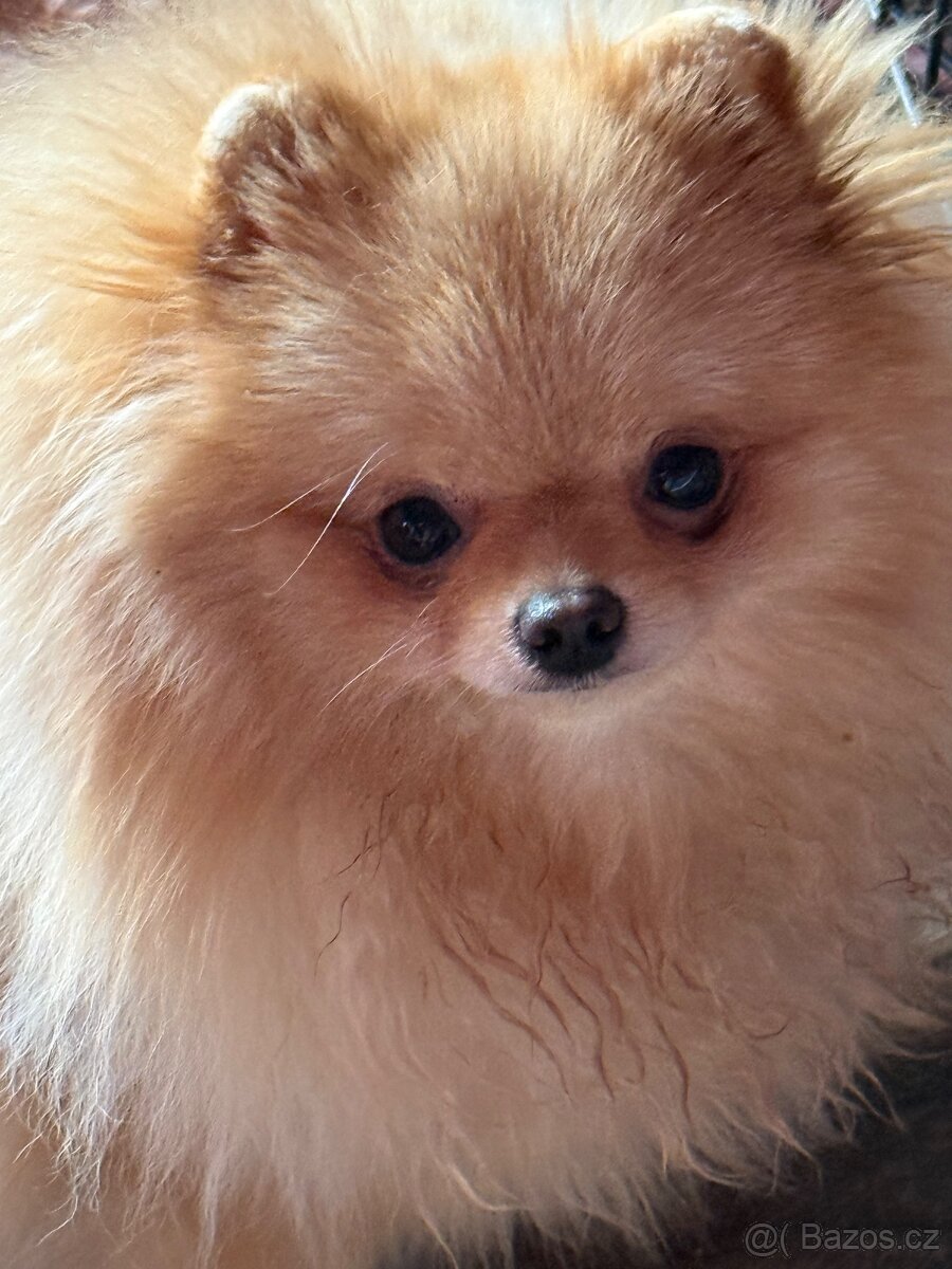 Pomeranian s PP - 2