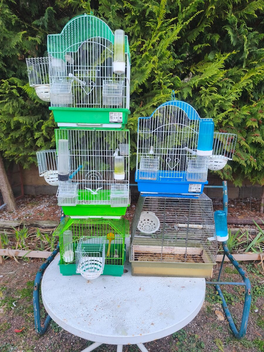 Kanar,zebričky,kletky - 2