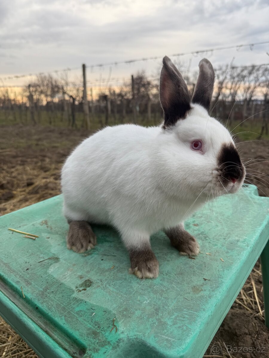 Prodám kalifornského samce - 2