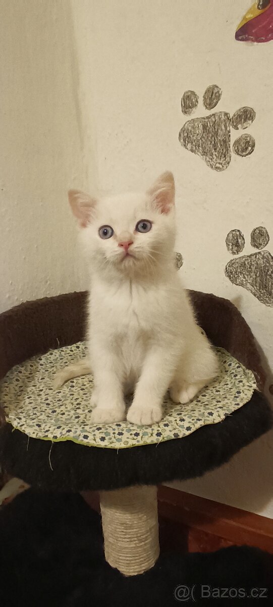 Britská koťátka bez PP - 2
