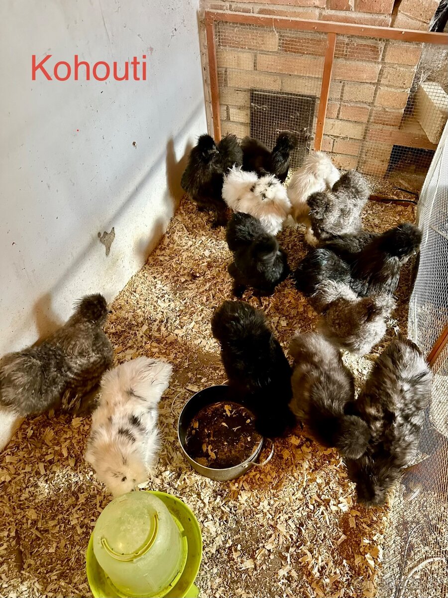 Hedvábničky slepice/kohouti/kuřata - 2