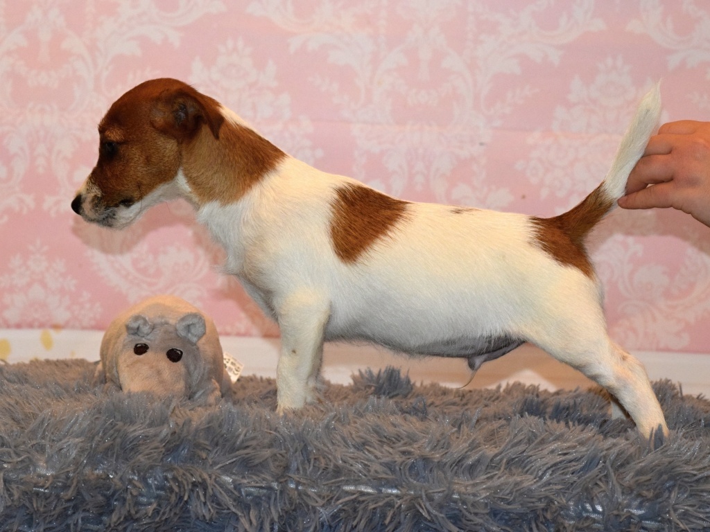 Jack Russel teriér s PP - URUS - 2