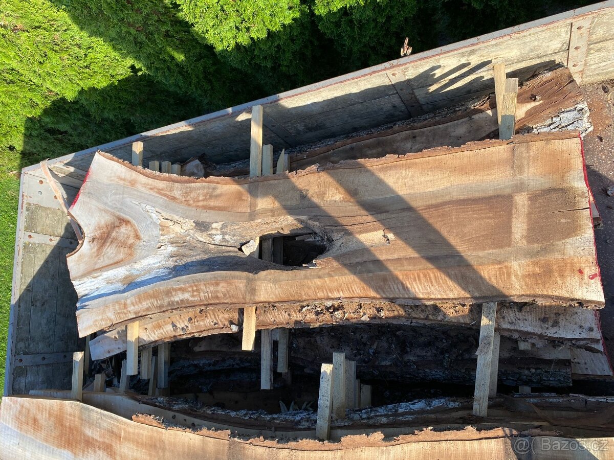 Fošny ořešáku - 2