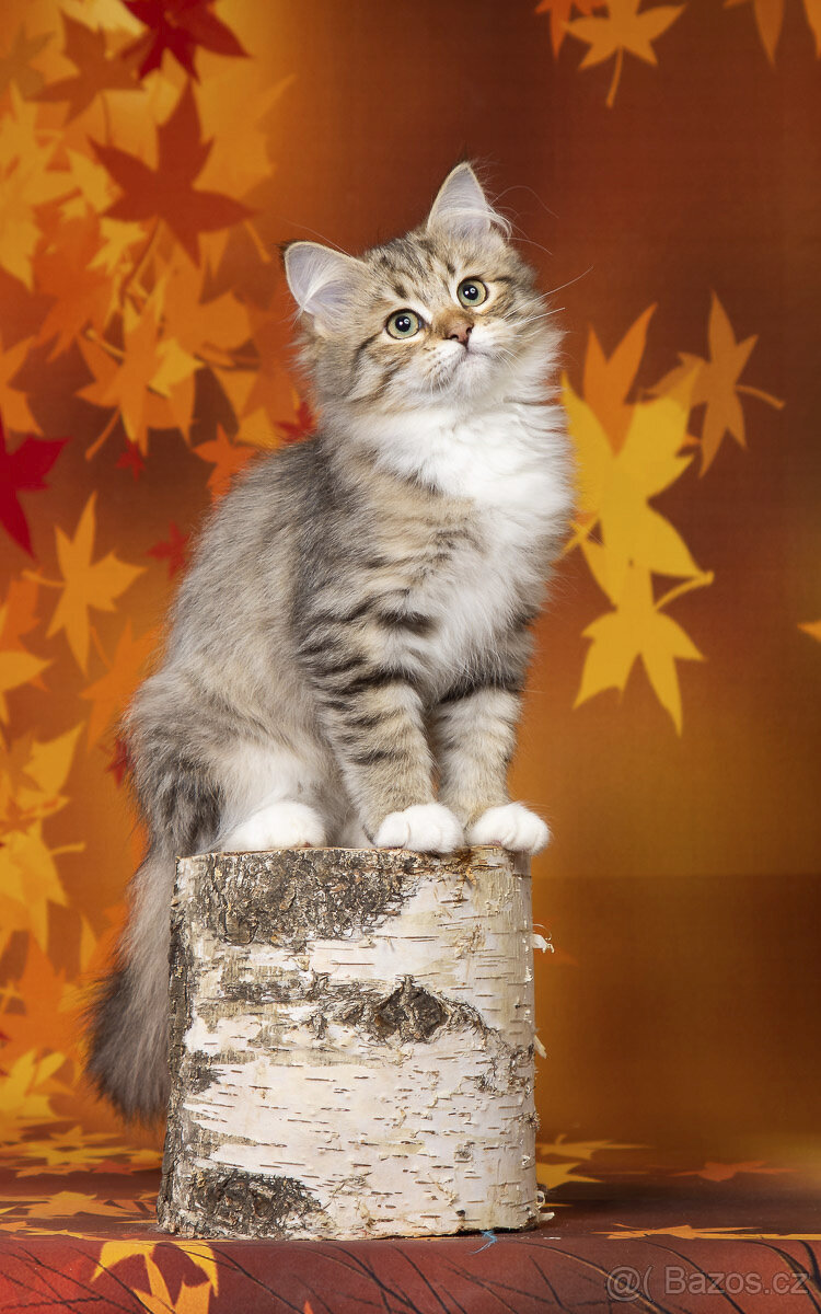 Sibiřská kočka - kocourek s PP - 2