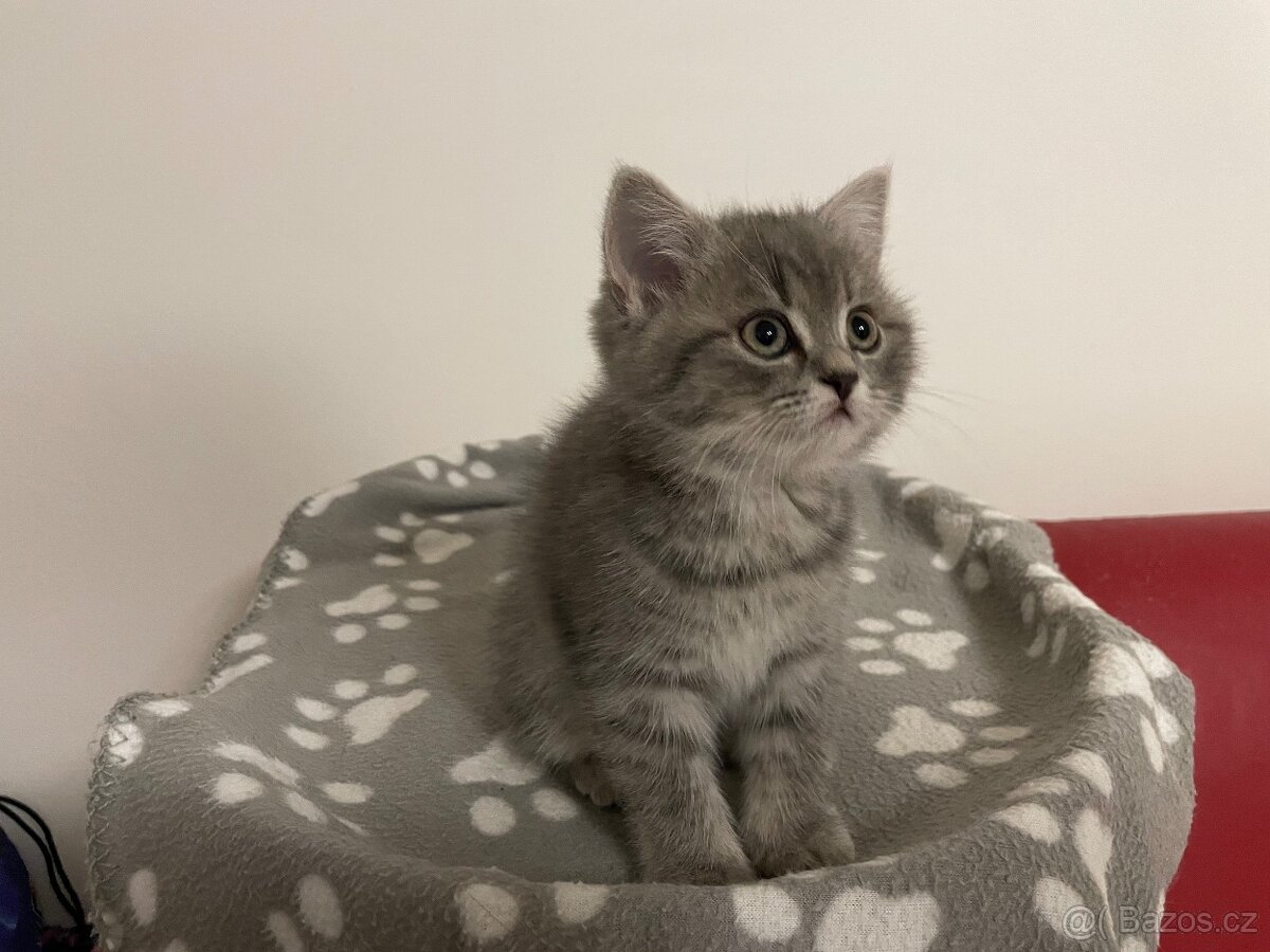 koťátko bez PP (kočička tmavá) - 2