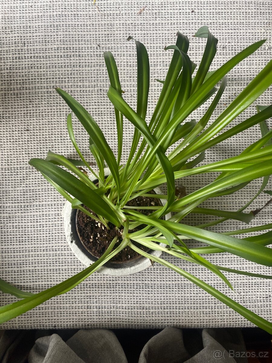 Zelenec i s květináčem - 2