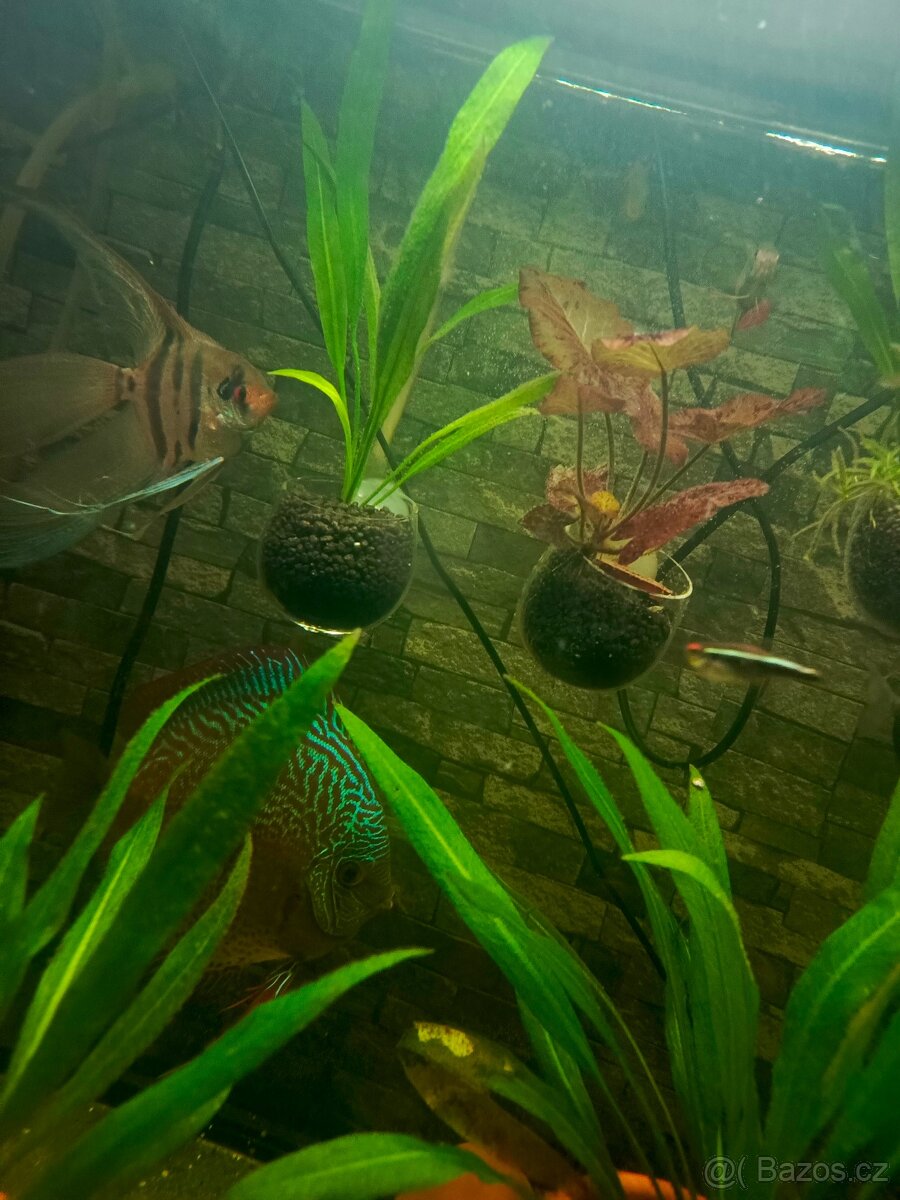 Terčovec brilliant rig a snakeskin blue - 2