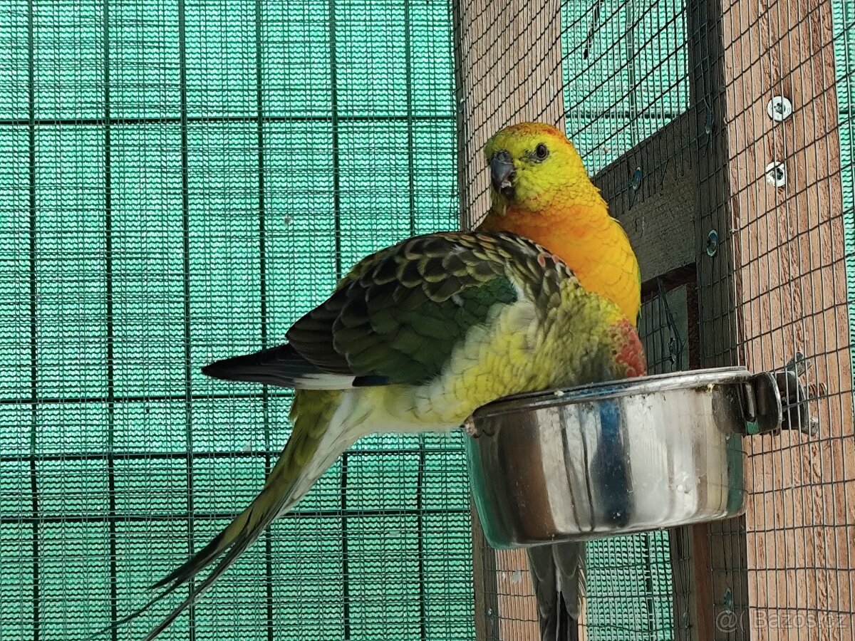 Papoušek zpěvavý - 2