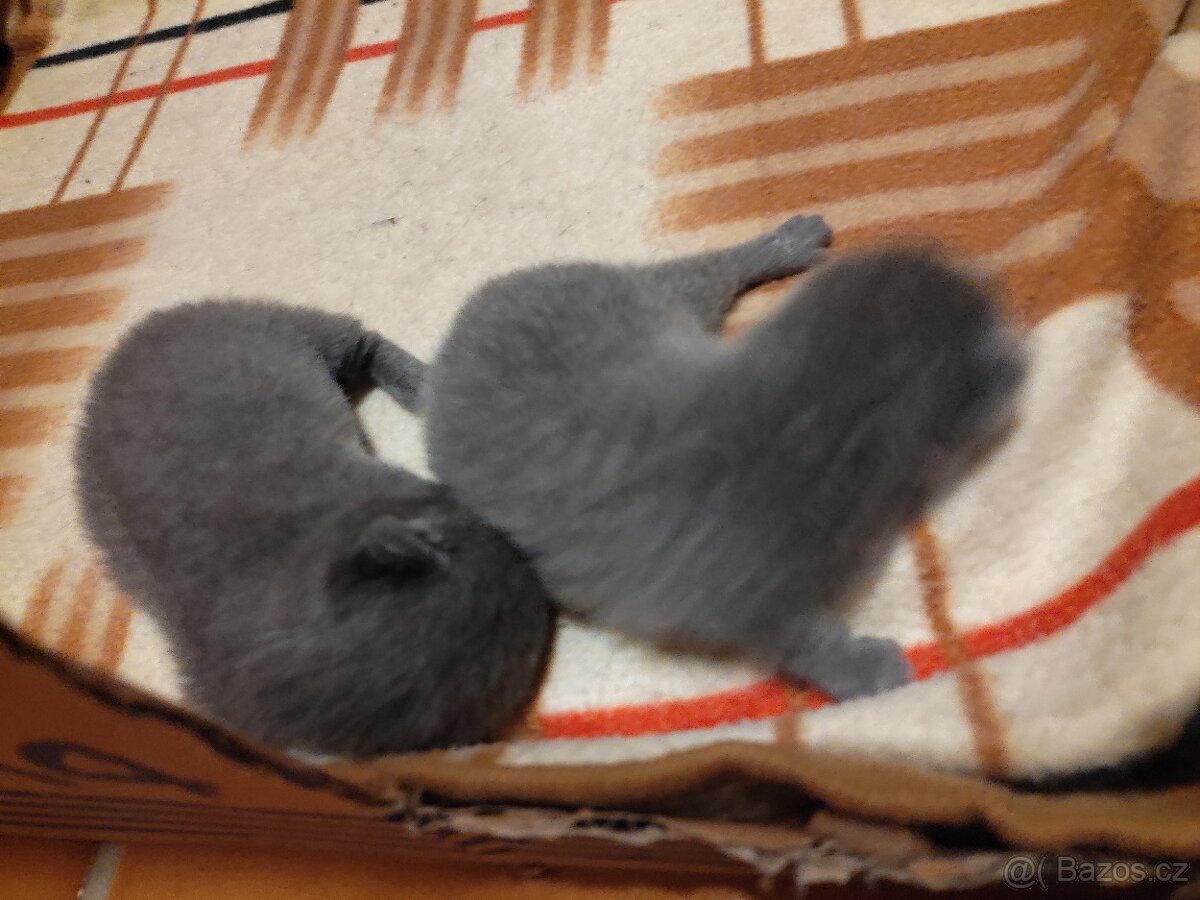 Britská modrá koťátka - 2