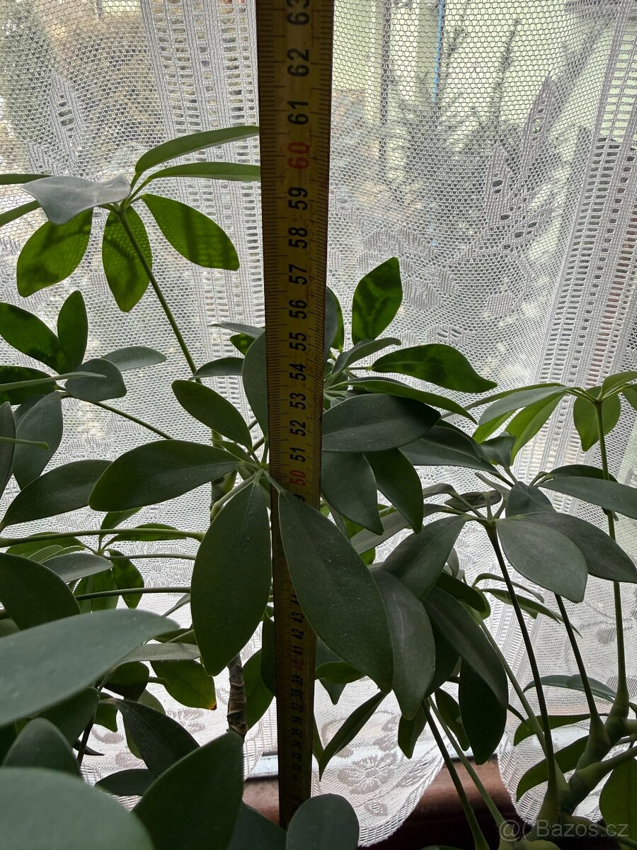 Scheflera rozvětvená - 2