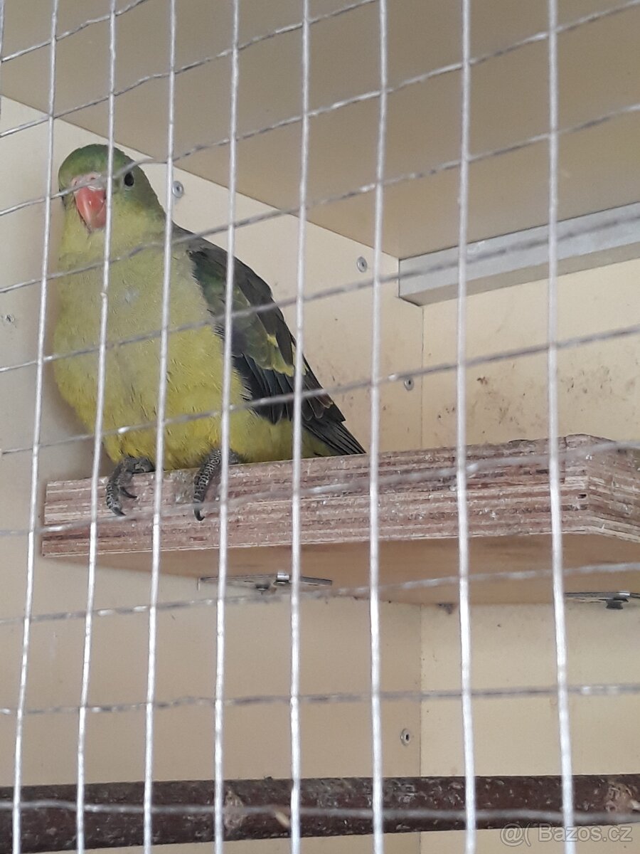 Papousek horský ( kourovy ) - 2