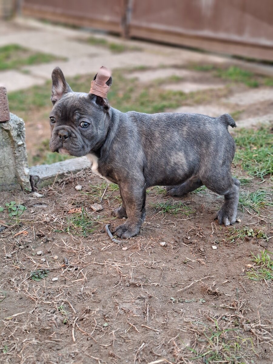Francouzský buldoček modrej - 2