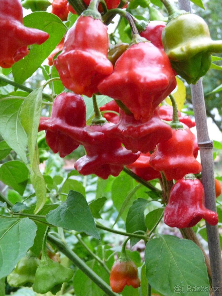 Semena chilli papriček "ZVONEČKY" - 2