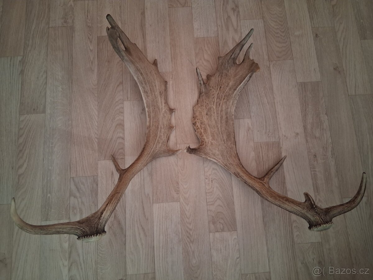 Shozené parohy - Daněk skvrnitý - 2