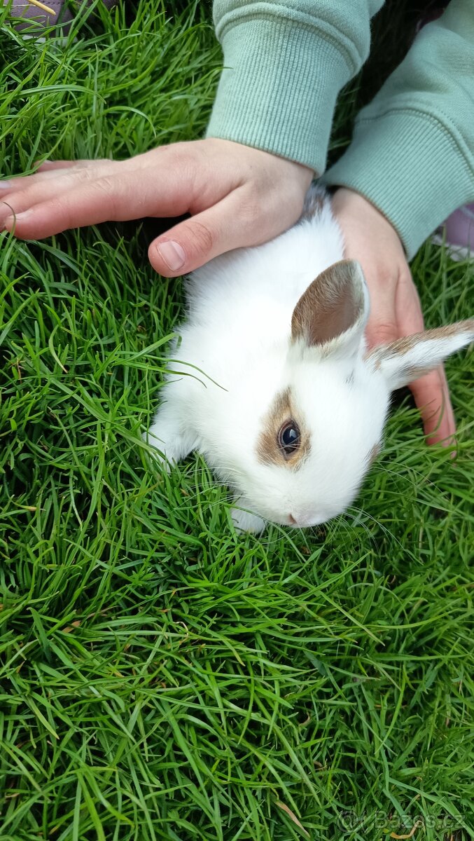 Zakrslý králík - 2