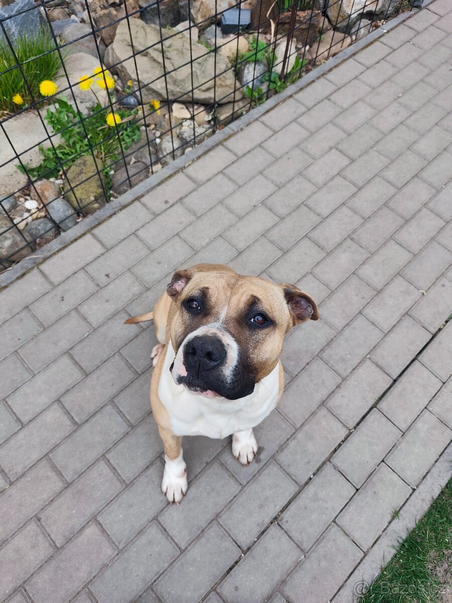 Americky stafordšírsky teriér s PP - 2