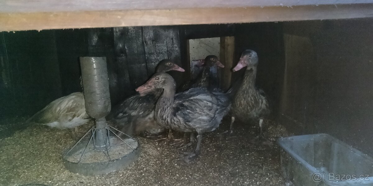 Kachna pižmová - 2