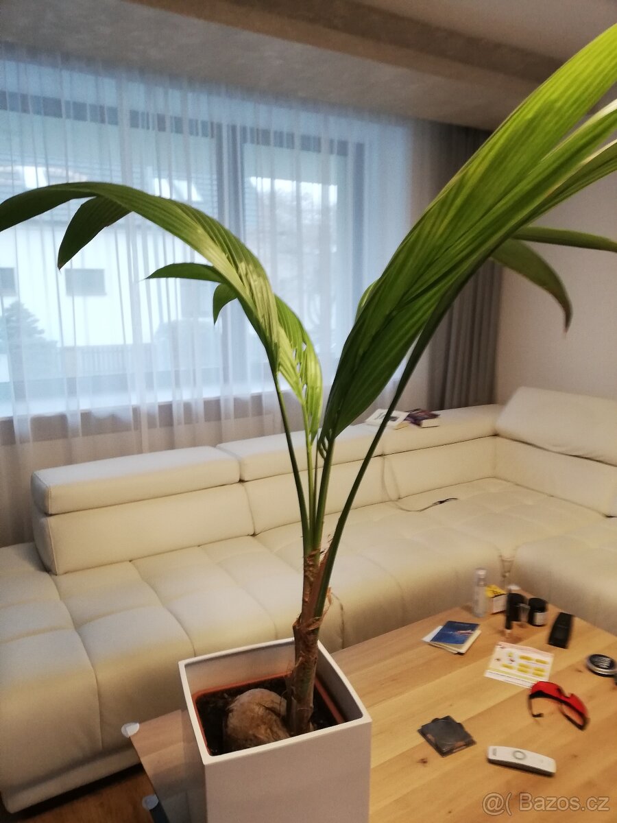 Kokosová palma - Cocos nucifera - s kokosovým ořechem - 2