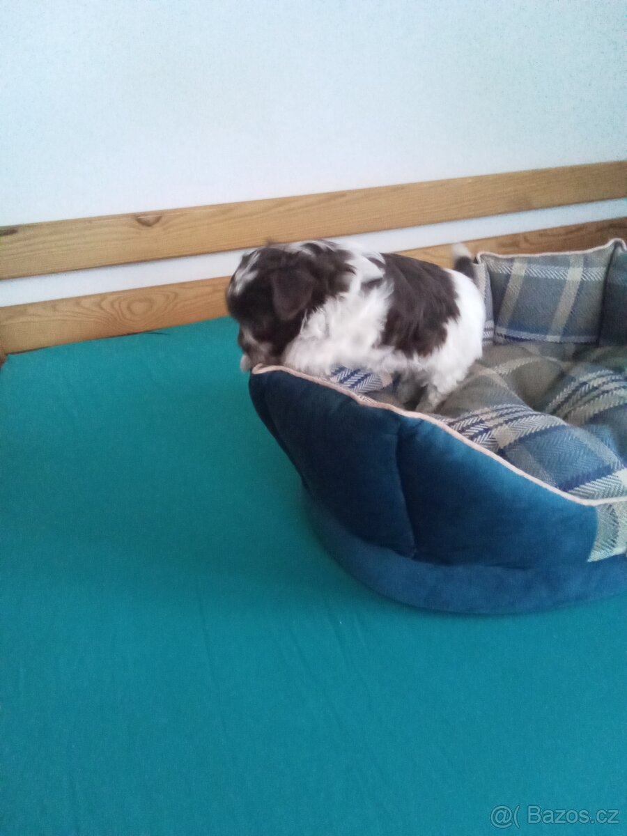 Jorkšírský teriér - 2