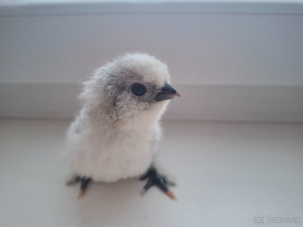 Hedvábnička- kuřata, NV - 2