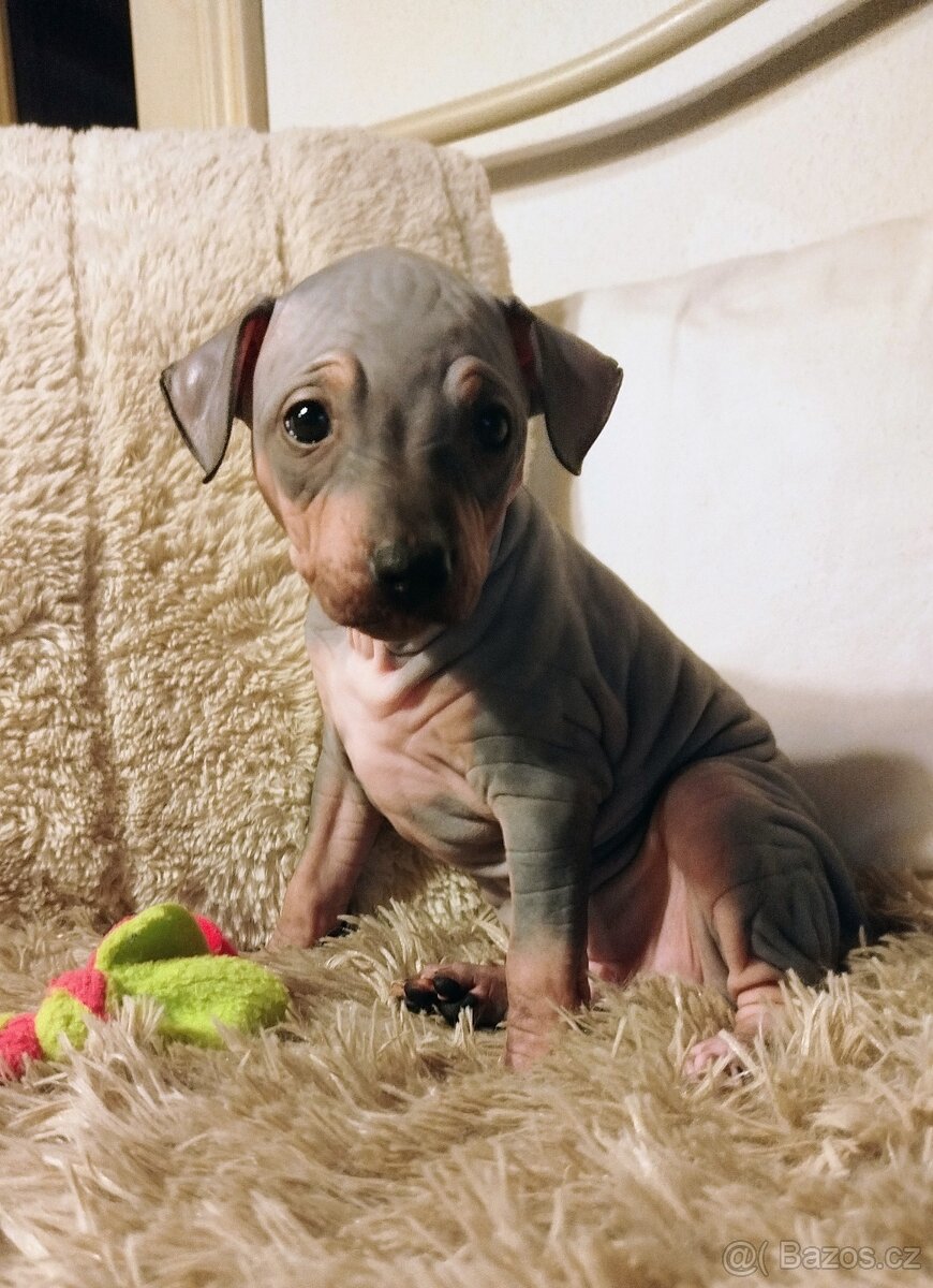 Americký bezsrstý teriér - 2