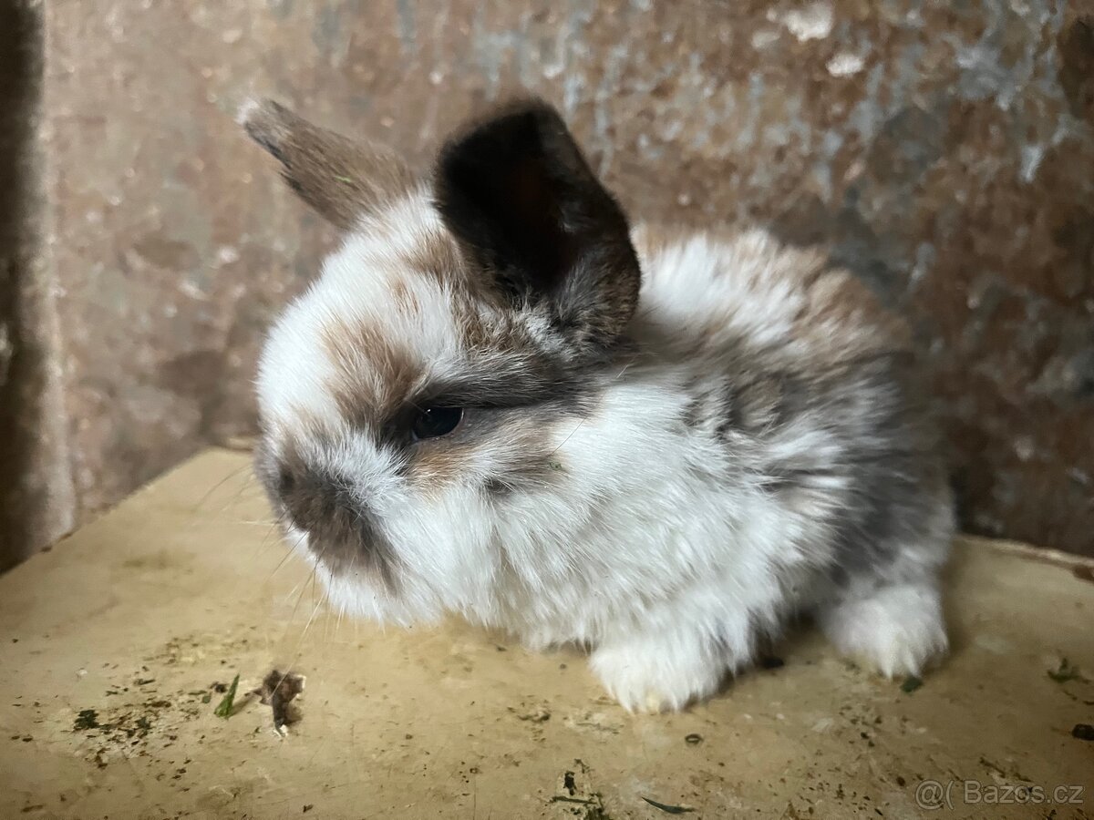 Zakrslý králíček - 2
