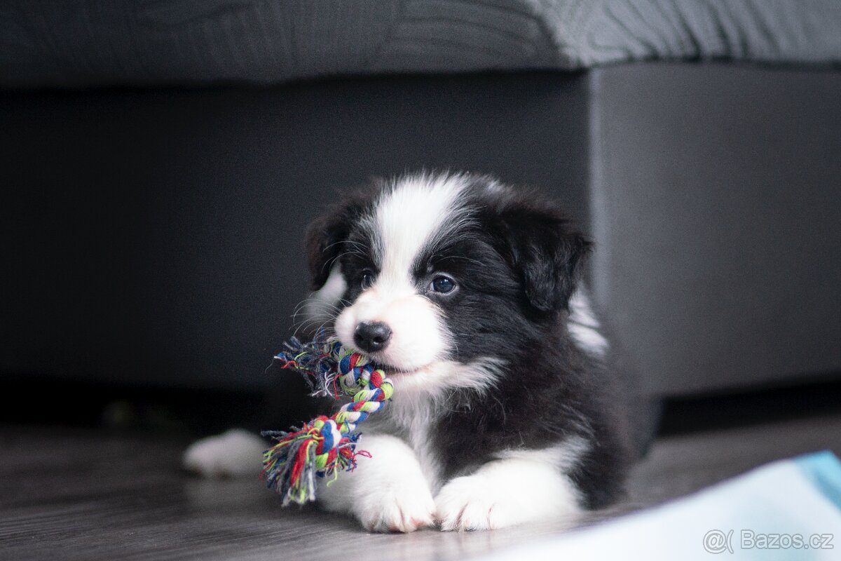 Border kolie s PP - 2