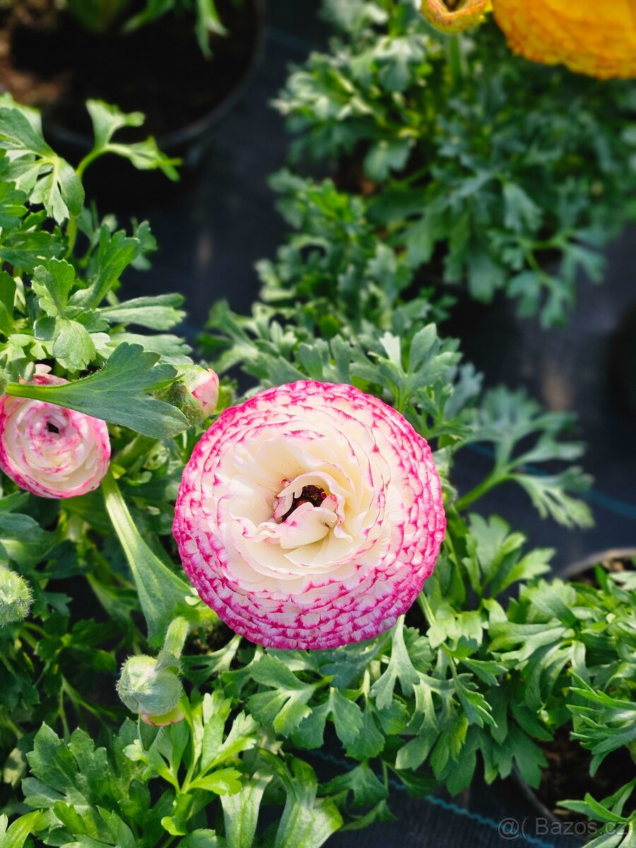 Jarní květiny, rostliny - 2