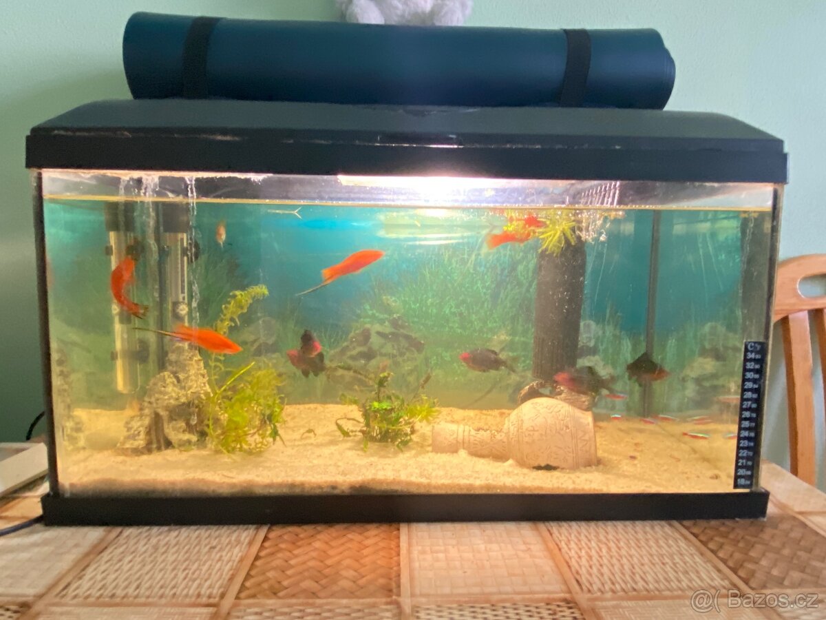Akvarijní ryby komplet - 2
