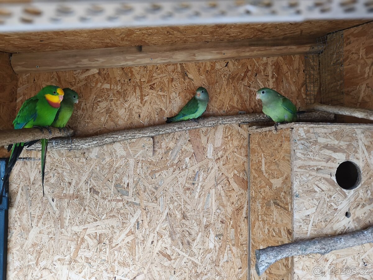 Prodám Papoušek Nádherný 2025 - 2