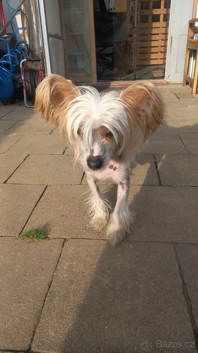 Čínský chocholatý pes ke krytí - 2