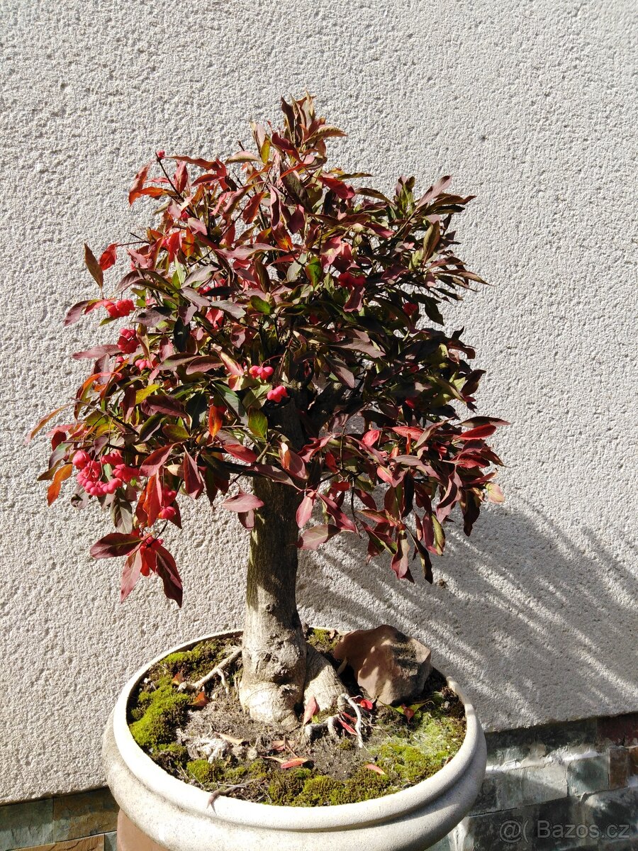 bonsai - 2