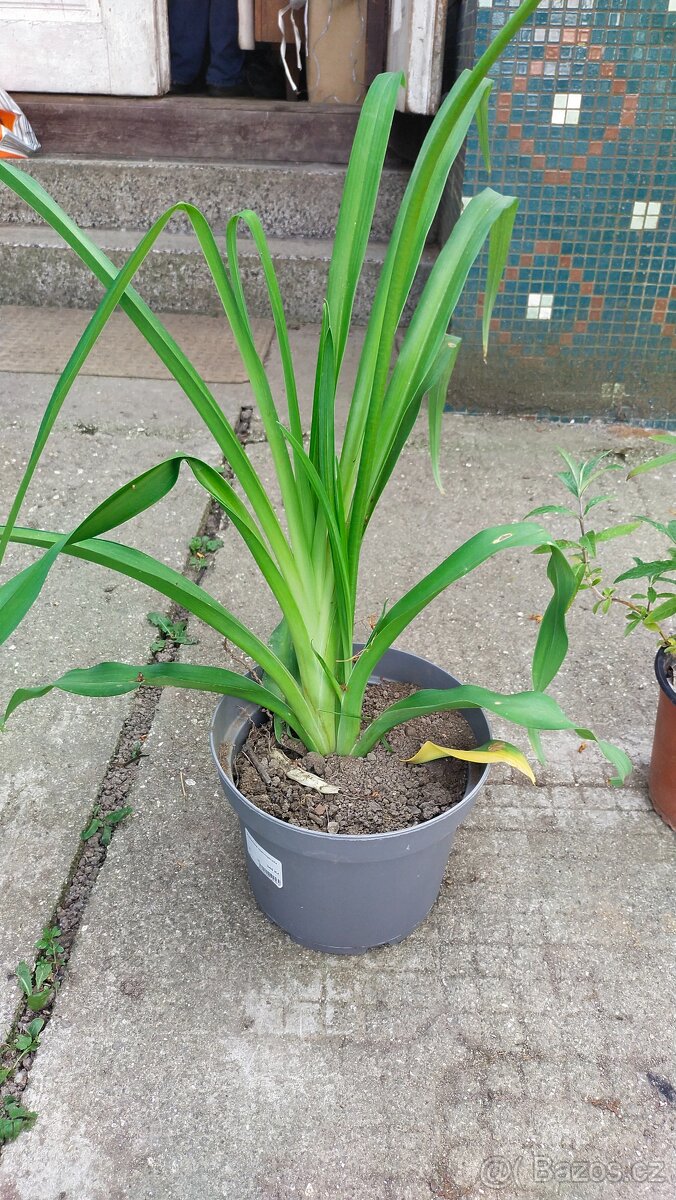 Nabízím odkopy trvalek - 2