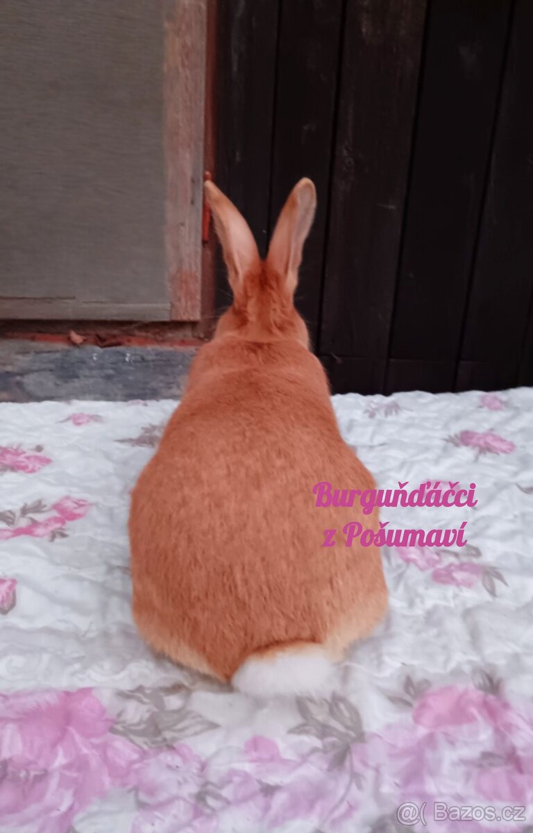 BURGUNDSKÝ králík s PP - SAMEČCI A SAMIČKY ⭐️⭐️⭐️ - 2