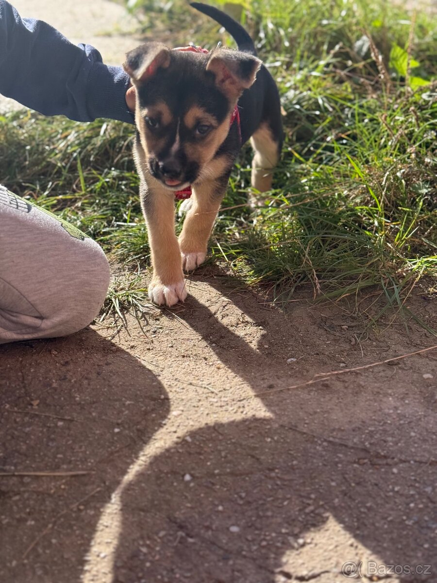 Prodám staford X husky - 2