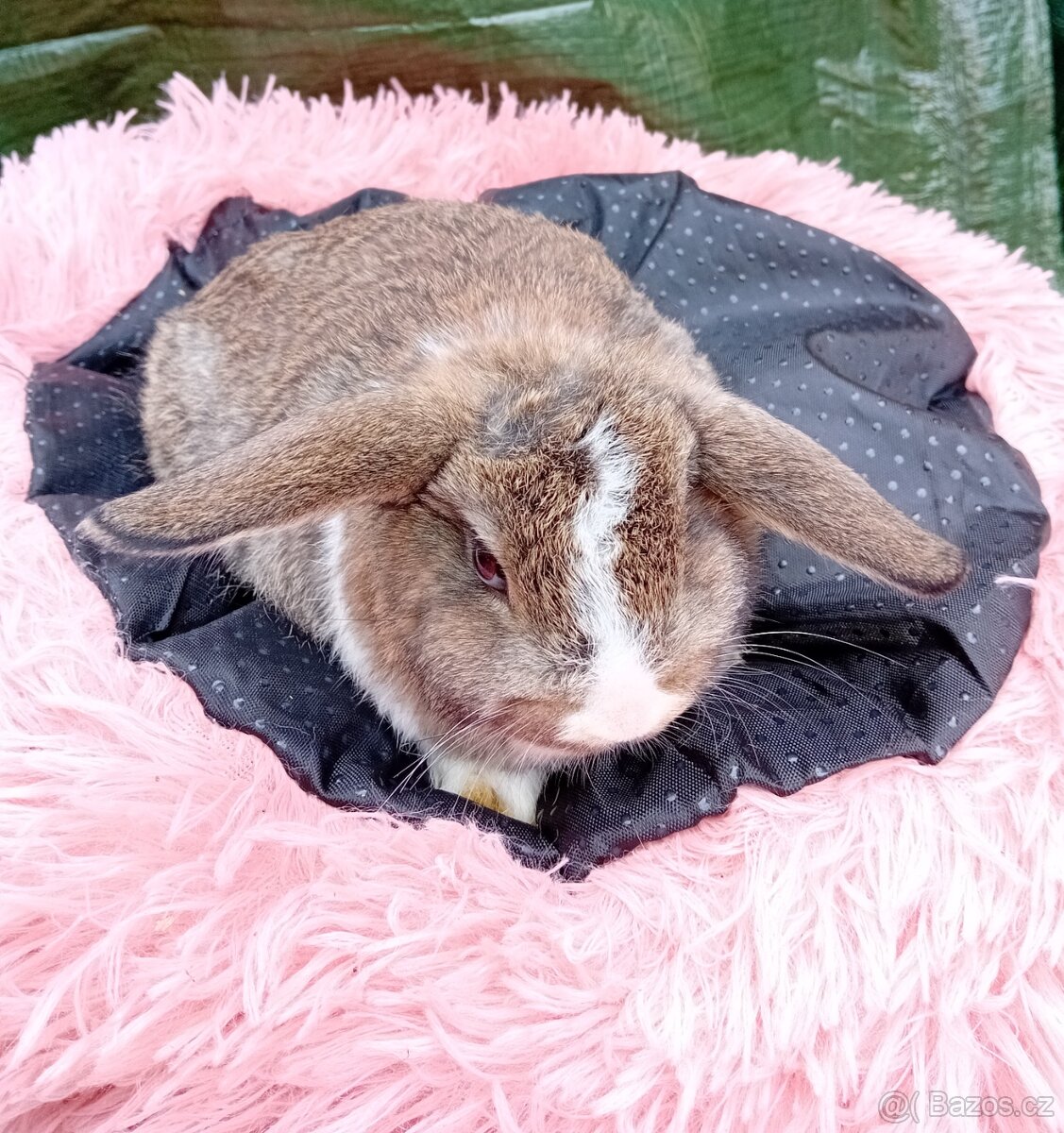 Překrásná samicka zakrsleho králíčka - 2