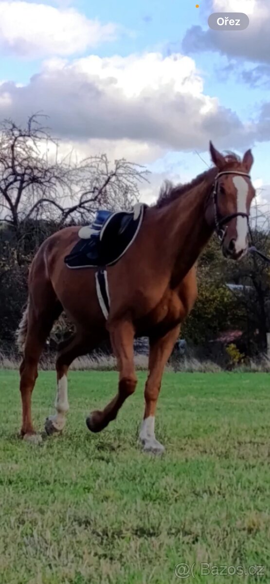 Valach 7let do sportu - 2